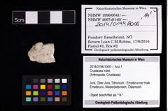 Foto (Objekt + Etikett) von Crustacea indet.  (NHMW-GEO-2014-0194-1006)